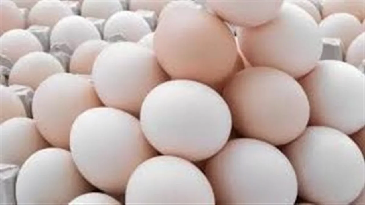 أسعار البيض للمستهلك تستقر اليوم الأربعاء 26 نوفمبر 2025 عقب تراجع سابق في بورصة الجيزة